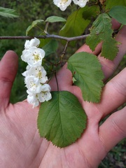 Crataegus coccinea