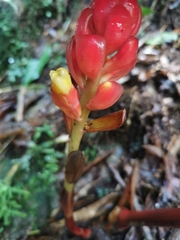 Renealmia thyrsoidea