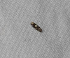 Limnaecia tetraplanetis