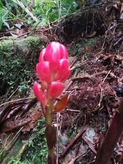Renealmia thyrsoidea