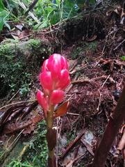 Renealmia thyrsoidea