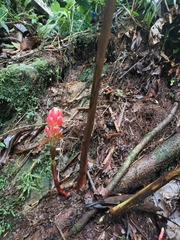 Renealmia thyrsoidea