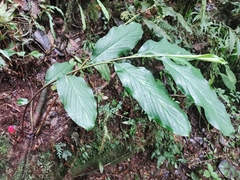 Renealmia thyrsoidea