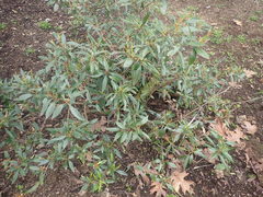 Viburnum propinquum