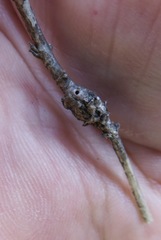 Neolasioptera mimuli