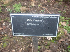 Viburnum propinquum