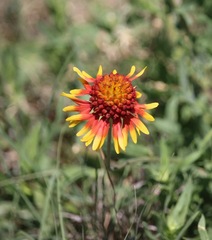 Gaillardia coahuilensis