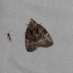 Lophothripa vitea