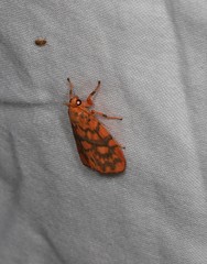 Miltochrista quadrilineata