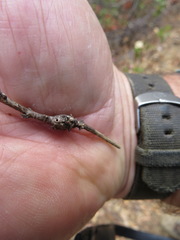 Neolasioptera mimuli