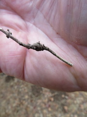 Neolasioptera mimuli