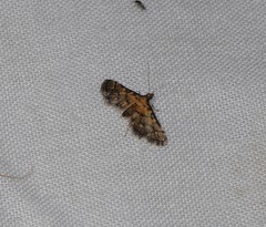 Metasia polytima