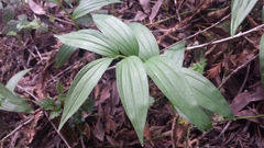 Maianthemum