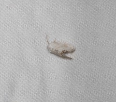 Niphopyralis chionesis