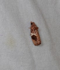 Ophiorrhabda phaeosigma