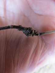 Neolasioptera mimuli