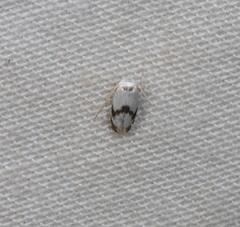 Opostegoides gephyraea