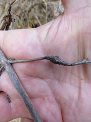 Neolasioptera mimuli