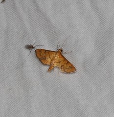 Orphanostigma abruptalis