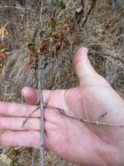 Neolasioptera mimuli