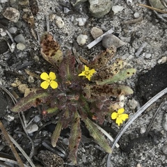 Camissoniopsis micrantha