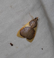 Prooedema inscisalis