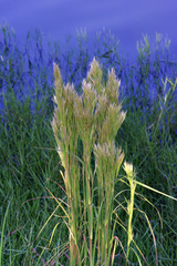 Bushy Bluestem (Andropogon glomeratus)