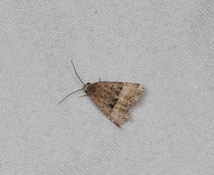 Pseudozarba orthopetes