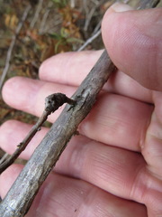 Neolasioptera mimuli