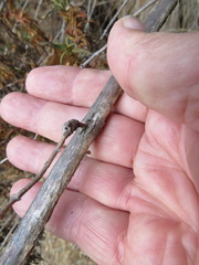 Neolasioptera mimuli