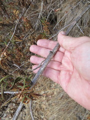 Neolasioptera mimuli