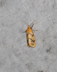 Symmetrodes sciocosma