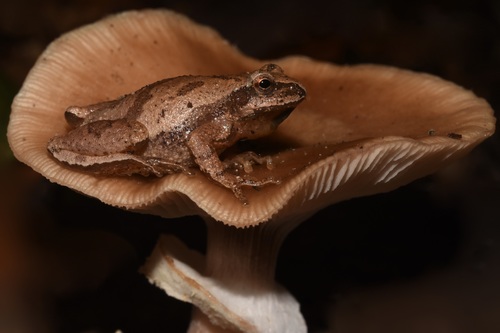 Spring Peeper photographed in Michigan