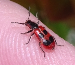 Pelonides quadrinotata