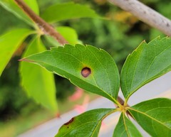 Phyllosticta parthenocissi
