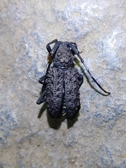 Aethalodes verrucosus formosanus