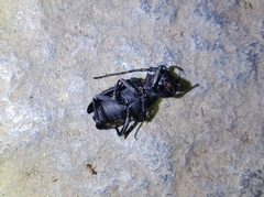 Aethalodes verrucosus formosanus