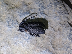 Aethalodes verrucosus formosanus
