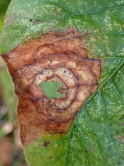 Cristulariella