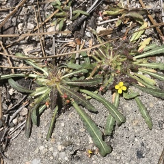 Camissoniopsis micrantha