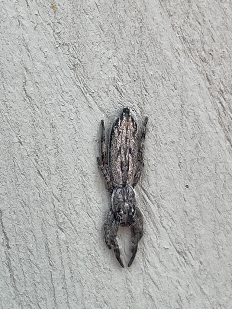 Holoplatys semiplanata from Frankston South, VIC, AU on October 08