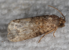 Ecdytolopha mana