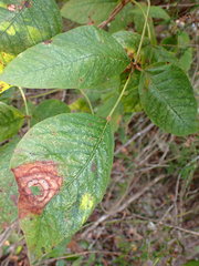 Cristulariella