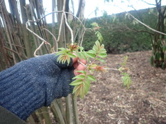 Sorbaria kirilowii