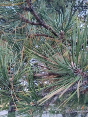 Pinus nigra nigra