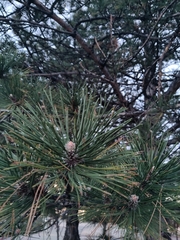 Pinus nigra nigra