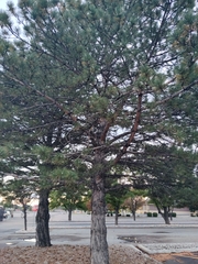 Pinus nigra nigra