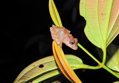 Pristimantis labiosus