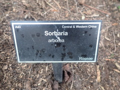 Sorbaria kirilowii