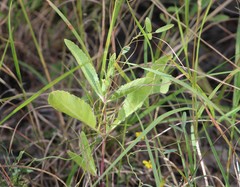 Ruellia metziae